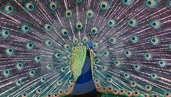 peacock_feathers